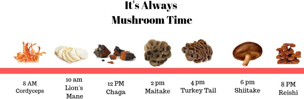 Kdy užívat vitální houby čaga, cordyceps, maitake, reishi a jiné.